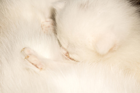 Cute baby kitten portrait close up background.の写真素材