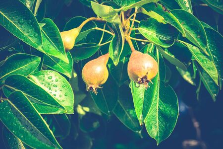 Green pear tree with small pear fruits in a garden.の写真素材