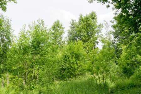 Peaceful summer park trees with green leaves.