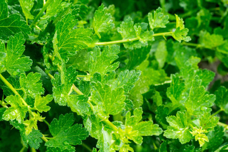 Fresh green leaves on a branch close up background.