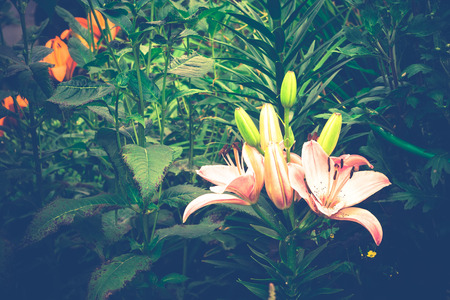 Bright pink lily flower in the garden, natural background.の写真素材