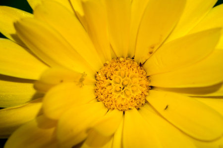 Marigold, calendula officinalis in the summer garden, close up background.の写真素材