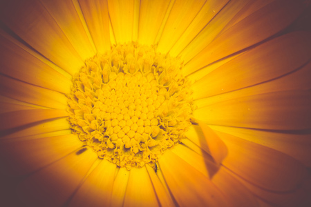 Marigold, calendula officinalis in the summer garden, close up background.の写真素材