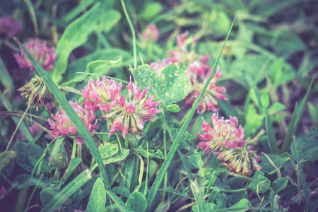 Summer meadow with green grass and clover, vintage background.の写真素材