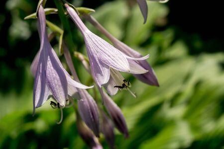 Purple bluebell flower in the summer garden.の写真素材