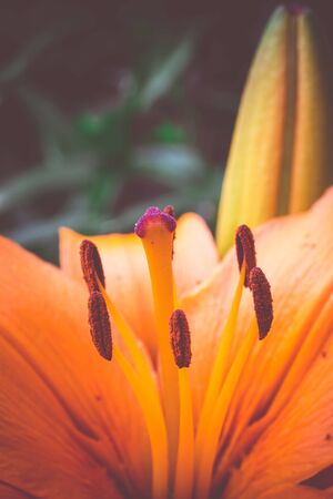 Bright orange lily flowers in the sunny garden vintage background.の写真素材
