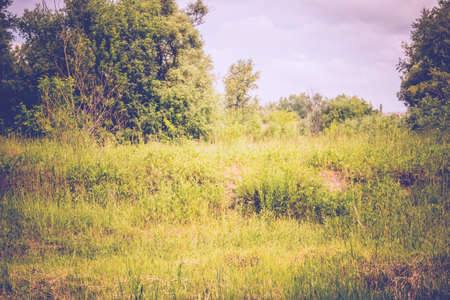 Peaceful summer park trees with green leaves vintage background.の写真素材