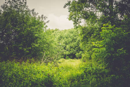 Peaceful summer park trees with green leaves vintage background.の写真素材