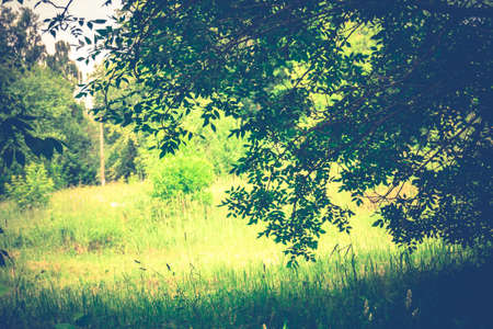 Peaceful summer park trees with green leaves vintage background.の写真素材