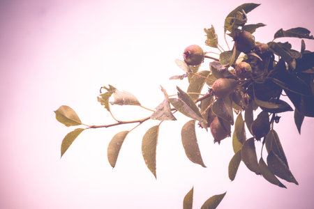 Green pear tree with small pear fruits in a garden.