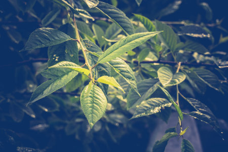 Fresh green leaves on a branch vintage close up background.