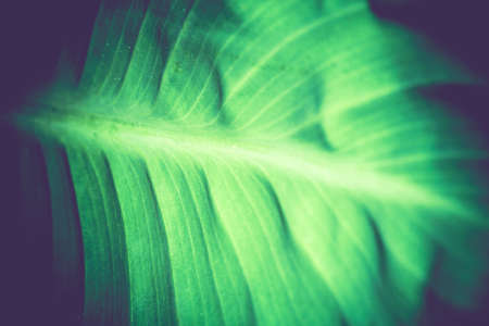 Fresh big green leaf texture as close up background.の写真素材
