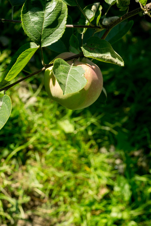 Fresh green apple ripening in the tree in the garden.の写真素材