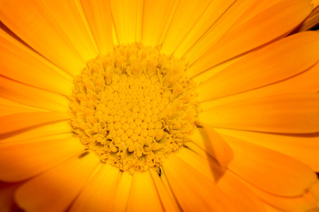 Marigold, calendula officinalis in the summer garden, close up background.の写真素材
