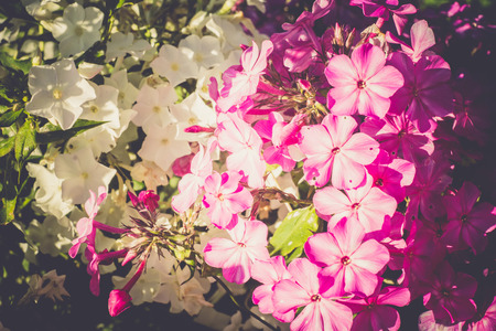 Close up of bush of hydrangea flowers in a garden, filtered background.の写真素材