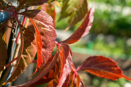 Close up of red autumn grapes leaves in the garden.の写真素材
