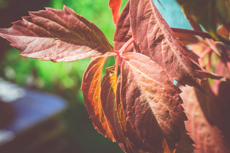 Close up of red autumn grapes leaves in the garden.