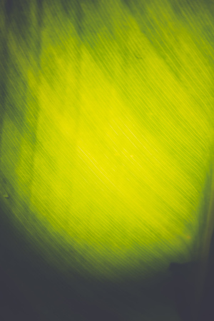 Fresh big green leaf texture close up as background, filtered.の写真素材
