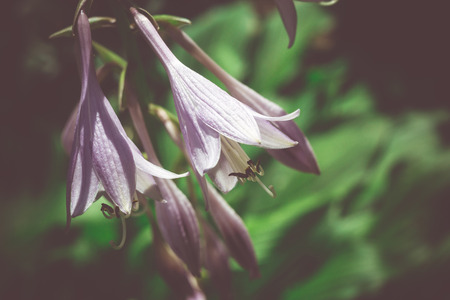 Purple bluebell flower in the summer garden.の写真素材