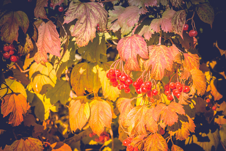 Close up of colorful autumn wild bushes with red berries in the park.の写真素材