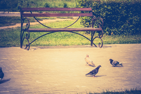 Vintage lonely wooden bench in the city park.の写真素材