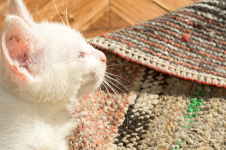Adorable little white kitten close up portrait.の写真素材