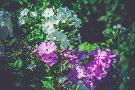 Close up of bush of hydrangea flowers in a garden, filtered background.の写真素材