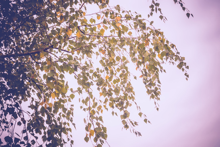 Autumn yellow leaves on branches, top of tree close up.の写真素材