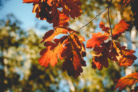 Bright yellow autumn oak leaves on branches, vintage effect.の写真素材