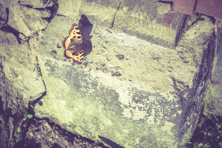 Colorful Vanessa atalanta butterfly on a concrete block.の写真素材