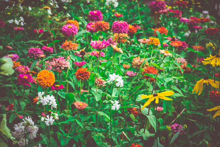 Bright colorful flower garden with various flowers, vintage close up.の写真素材