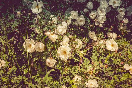 Pretty white roses blooming in a summer garden, vintage effect.の写真素材