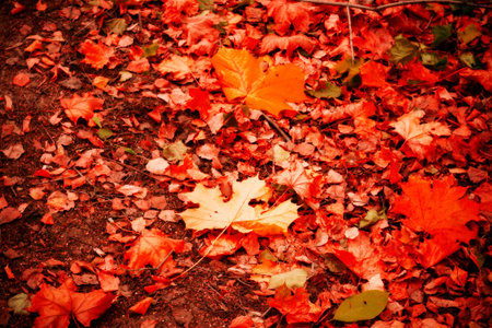 Grunge colorful maple leaves, natural autumn background, color processed image.