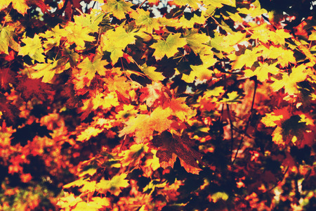 Grunge colorful maple leaves, natural autumn background, color processed image.の写真素材