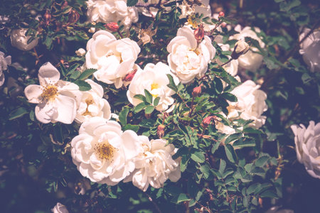 Pretty white roses blooming in a summer garden, vintage effect.の写真素材