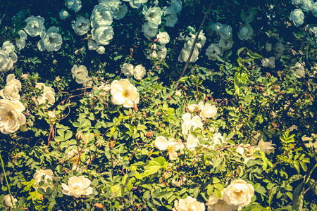 Pretty white roses blooming in a summer garden, vintage effect.の写真素材