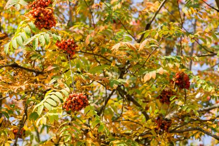 Bright red mountain ash berries on a branch in autumn.の写真素材