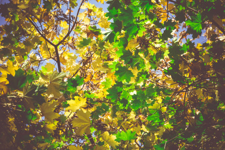 Grunge autumn maple tree branches, filtered natural autumn background.