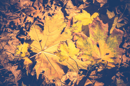 Grunge autumn maple leaves lays on the ground, natural autumn background.の写真素材