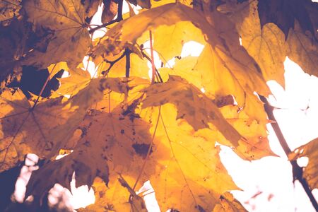 Grunge autumn maple tree branches, filtered natural autumn background.の写真素材