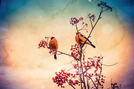 Cute colorful eurasian bullfinch eating red berries of mountain ash, paper textured background.の写真素材