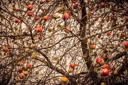 Ripen red apples on leafless branches in late fall.の写真素材