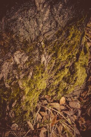 Old tree bark, close up texture as vintage natural background.の写真素材