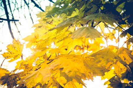 Grunge autumn maple tree branches, filtered natural autumn background.の写真素材