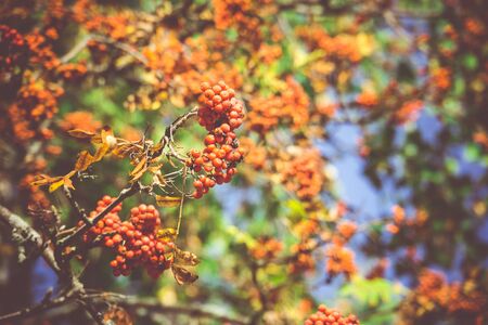 Bright red mountain ash berries on a branch in autumn, vintage colors.の写真素材