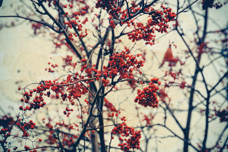 Cute colorful eurasian bullfinch eating red berries of mountain ash, paper textured background.の写真素材