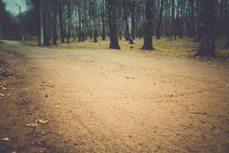 Colorful foliage and birch trees in the city park, early autumn, filtered.の写真素材