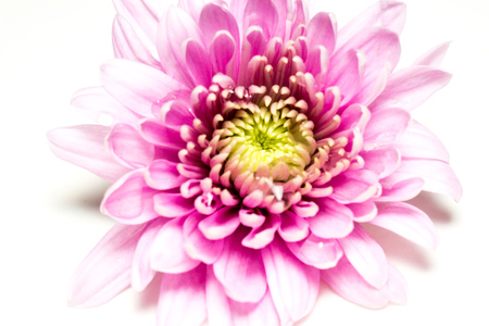 Bright pink aster flower close up, selective focus.の写真素材