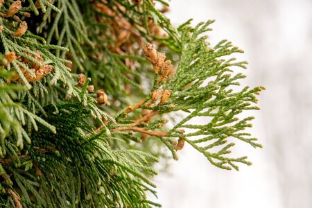 Close up photo of spruce tree branches, natural background.の写真素材