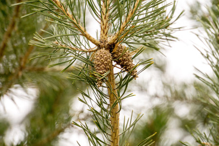 Close up photo of spruce tree branches, natural background.
